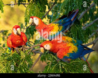 Drei rote und scharlachrote Aras im Baum Stockfoto