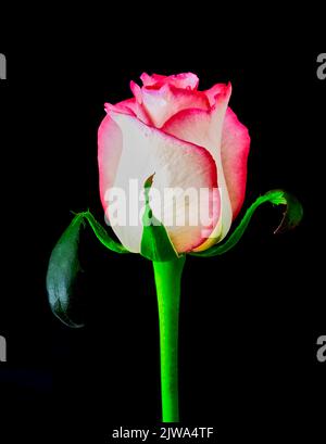 Rosenblüte wächst auf schwarzem Hintergrund, Natur Stockfoto