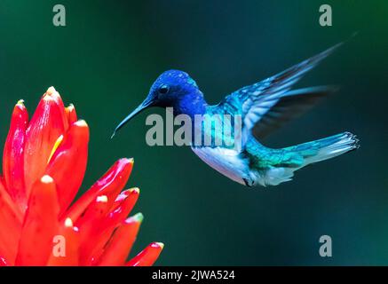Weisshalsiger Jakobin - Florisuga mellivora, wunderschöner bunter Kolibri aus den Wäldern Mittelamerikas, Costa Rica Stockfoto