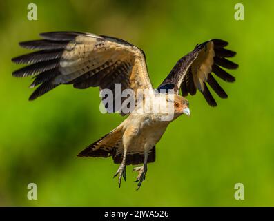 Gelbköpfige Caracara (Milvago chimachima) auf der Jagd nach Fischen Stockfoto