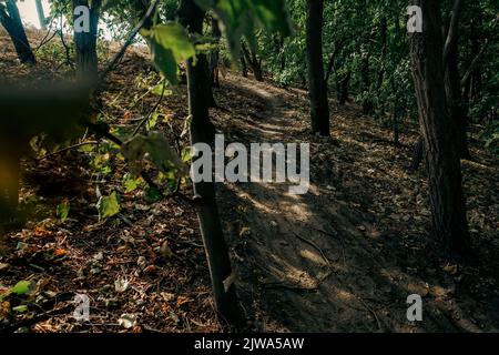 Singletrack-Trail während einer Radtour mit Schotterpisten auf einer Waldbesteigung Stockfoto