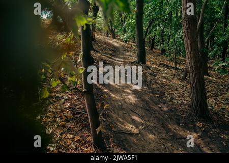 Singletrack-Trail während einer Radtour mit Schotterpisten auf einer Waldbesteigung Stockfoto