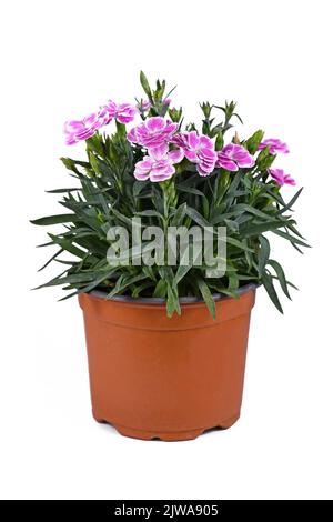 Rosa Dianthus blüht im Topf auf weißem Hintergrund Stockfoto