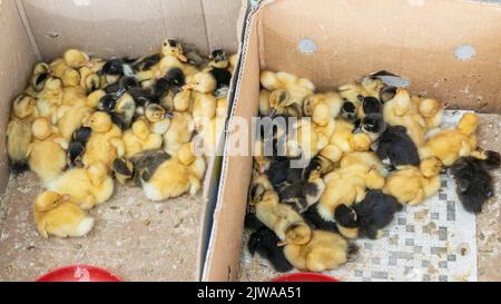 Auf einem lokalen Markt werden kleine neugeborene Küken und Broiler in einem Karton verkauft. Konzept für ein Bauernunternehmen. Geflügelzucht in Kirgisistan Stockfoto