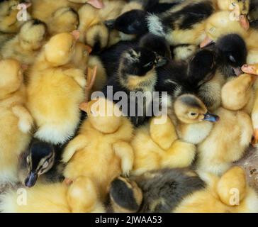 Auf einem lokalen Markt werden kleine neugeborene Küken und Broiler in einem Karton verkauft. Konzept für ein Bauernunternehmen. Geflügelzucht in Kirgisistan Stockfoto