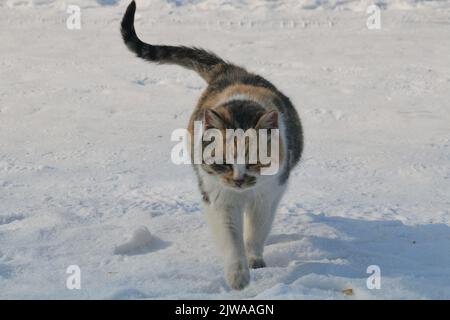 Nahaufnahme einer Calico-Katze, die auf dem Schnee läuft Stockfoto