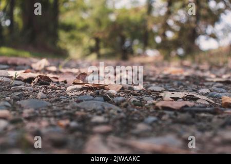 Blick in den niedrigen Winkel auf einer Schotterstraße, die zu einem unbekannten Punkt im Wald führt. Abnehmende Perspektive. Selektiver Fokus. Speicherplatz kopieren. Stockfoto