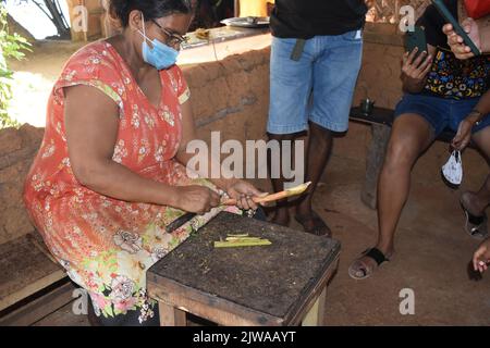 Cinnamon Islet liegt auf dem Madhu Ganga liegt im Süden von Sri Lanka. Die Insel wird von der Familie des Zimt-Züchters G. H. Premadasa bewohnt, der den Besuchern freundlicherweise erklärt, wie man Zimt für die Herstellung von Zimtöl schälen kann. Hier können die Menschen einen Zimt-Mischtee genießen und Zimt von höchster Qualität kaufen. Zimt ist ein Gewürz, das aus der inneren Rinde des tropischen Cinnamomum-Baumes stammt, als gerollte Knüppel (Zimtstangen) verkauft oder zu einem feinen Pulver gemahlen wird. Sri Lanka.