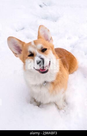 Welsh Corgi Pembroke im Winterwald Stockfoto