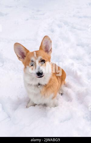Welsh Corgi Pembroke im Winterwald Stockfoto