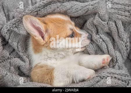 Entzückende kleine Welpe Corgi Stockfoto