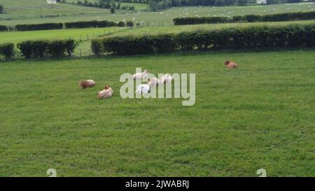 Eine niedrige Drohne POV Aufnahme von Rindern, die sich an Einem warmen Sommer-Tag auf Einem grünen Feld in Nordirland entspannen Stockfoto