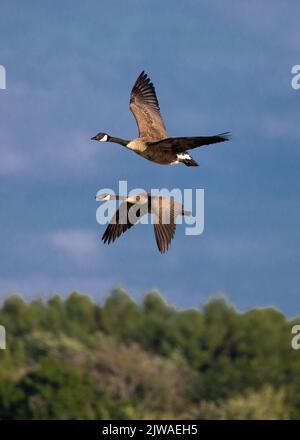 Zwei Kanadagänse, die im Spiegelbild fliegen Stockfoto