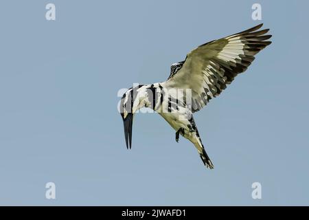 Ein Rattenfischer in der Bewegung des Fliegens auf dem Hintergrund des Himmels Stockfoto