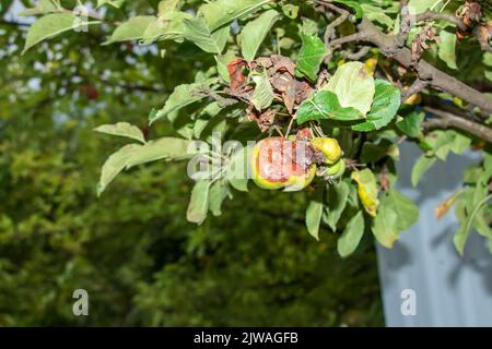 Ast eines Apfelbaums mit verfaulten Äpfeln. Problem mit Krankheiten und Schädlingen. Bio-Garten und Landwirtschaft Stockfoto