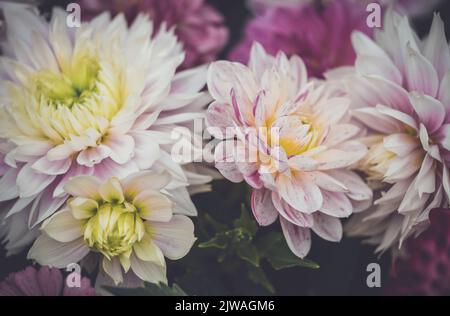 Ein Bouquet von saisonal cremig rosa Dahlien in voller Blüte.
