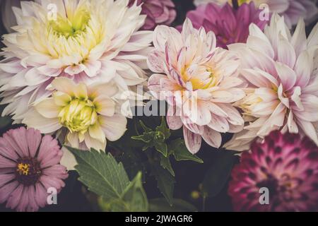 Ein Bouquet von saisonal cremig rosa Dahlien in voller Blüte.