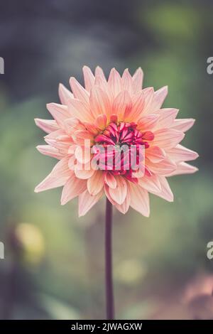 Saisonaler Pompon und andere Arten von Dahlien in voller Blüte auf der Blumenfarm „Dahlia Beach“ in Oxfordshire. Stockfoto