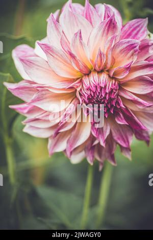 Saisonaler Pompon und andere Arten von Dahlien in voller Blüte auf der Blumenfarm „Dahlia Beach“ in Oxfordshire. Stockfoto