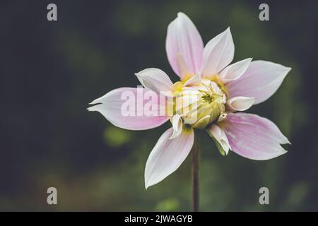 Saisonaler Pompon und andere Arten von Dahlien in voller Blüte auf der Blumenfarm „Dahlia Beach“ in Oxfordshire. Stockfoto