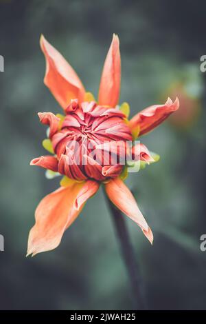 Saisonaler Pompon und andere Arten von Dahlien in voller Blüte auf der Blumenfarm „Dahlia Beach“ in Oxfordshire. Stockfoto