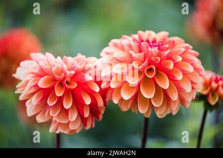 In der Blumenfarm „Dahlia Beach“ in Oxfordshire blüht saisonal ein Orangenblütenbaum. Stockfoto