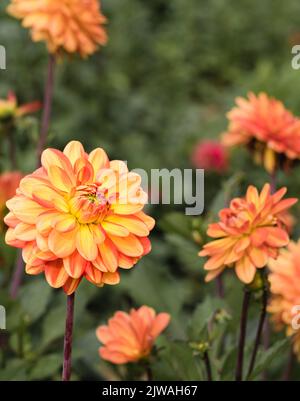 In der Blumenfarm „Dahlia Beach“ in Oxfordshire blüht saisonal ein Orangenblütenbaum. Stockfoto