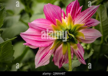 Saisonaler Pompon und andere Arten von Dahlien in voller Blüte auf der Blumenfarm „Dahlia Beach“ in Oxfordshire. Stockfoto