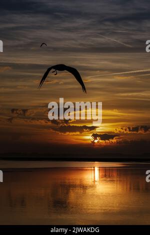 Saint Valery sur Somme, entrée du Port, lever de Soleil, feu de Port, mouettes Stockfoto