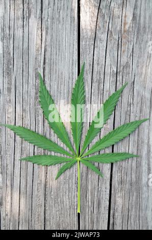 Grünes Blatt Cannabis vor einem Hintergrund von Holzstruktur mit Kopierraum. Stockfoto