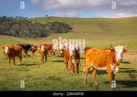 Kühe grasen bei Sonnenuntergang, Rio Grande do Sul Pampa - Südbrasilien Stockfoto