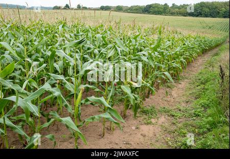 Zuckermais, auch Zuckermais oder Polmais genannt, ist eine Vielzahl von Mais, die in einem englischen Feld wächst. Stockfoto