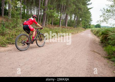 Frau, die im Sherwood Forest eine Waldstrecke entlang radelt. Stockfoto