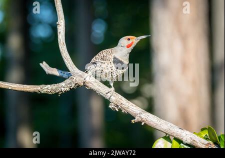 Ein nördlicher Flimmervogel, Colaptes auratus, in Kanada, sucht auf einem Zweig nach Nahrung. Stockfoto