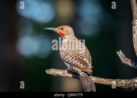 Ein nördlicher Flimmervogel, Colaptes auratus, in Kanada, sucht auf einem Zweig nach Nahrung. Stockfoto