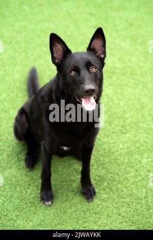Schwarzer Deutscher Schäferhund, Arbeitslinie Schäferhund. Porträt eines schwarzen Hundes in einer städtischen Umgebung in der Stadt. Hund im Freien in einem Stadtzentrum in der Nähe von Geschäften. Stockfoto