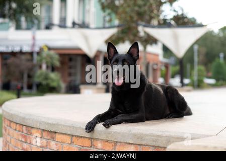 Schwarzer Deutscher Schäferhund, Arbeitslinie Schäferhund. Porträt eines schwarzen Hundes in einer städtischen Umgebung in der Stadt. Hund im Freien in einem Stadtzentrum in der Nähe von Geschäften. Stockfoto