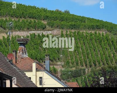 Mit Blick über Dächer auf die Weinberge im Elsass brüten auf einem Turm glückliche Störche Stockfoto