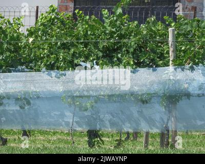 Blaues Netz, das die reifen Trauben auf einer Weinrebe bedeckt, um die Vögel davon abzuhalten, sie zu fressen Stockfoto