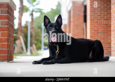 Schwarzer Deutscher Schäferhund, Arbeitslinie Schäferhund. Porträt eines schwarzen Hundes in einer städtischen Umgebung in der Stadt. Hund im Freien in einem Stadtzentrum in der Nähe von Geschäften. Stockfoto