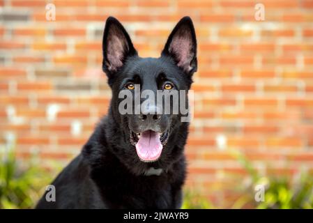 Schwarzer Deutscher Schäferhund, Arbeitslinie Schäferhund. Porträt eines schwarzen Hundes in einer städtischen Umgebung in der Stadt. Hund im Freien in einem Stadtzentrum in der Nähe von Geschäften. Stockfoto