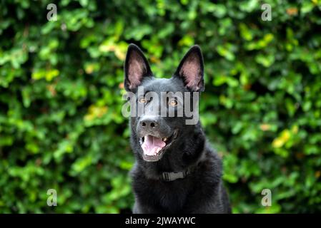 Schwarzer Deutscher Schäferhund, Arbeitslinie Schäferhund. Porträt eines schwarzen Hundes in einer städtischen Umgebung in der Stadt. Hund im Freien in einem Stadtzentrum in der Nähe von Geschäften. Stockfoto