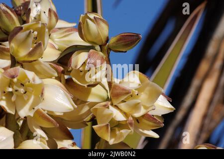 Weiß blühender Risemose-Rispe-Blütenstand von Yucca Schidigera, Asparagaceae, heimisch in den Cottonwood Mountains, Sonoran Desert, Springtime. Stockfoto