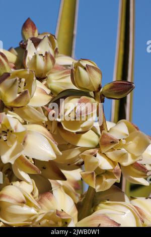 Weiß blühender Risemose-Rispe-Blütenstand von Yucca Schidigera, Asparagaceae, heimisch in den Cottonwood Mountains, Sonoran Desert, Springtime. Stockfoto