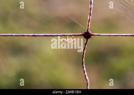 Nahaufnahme einer kleinen Spinne auf einem Draht gegen das Licht Stockfoto