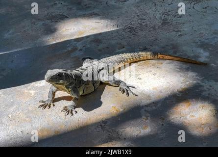 Riesiges Iguana-Gecko-Tier auf dem Boden auf der wunderschönen Paradiesinsel isla contoy in Mexiko. Stockfoto