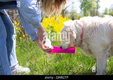 Durstiger Hund, der Wasser aus einer Plastikflasche in den Händen des Besitzers trinkt, Nahaufnahme Stockfoto