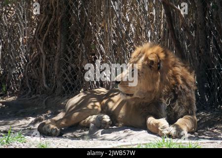 Ein Löwe ruht im Zoo Stockfoto