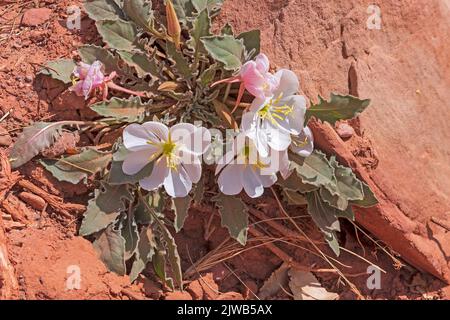 Pale Evening Primrose blüht in der Wüste im Capitol Reef National Park in Utah Stockfoto