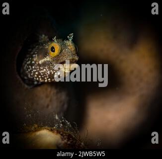 Spinyhead blenny (Acanthemblemaria spinosa) Gefleckte Trommel auf dem Carib Cargo Tauchplatz, vor der niederländischen Karibikinsel Sint Maarten Stockfoto